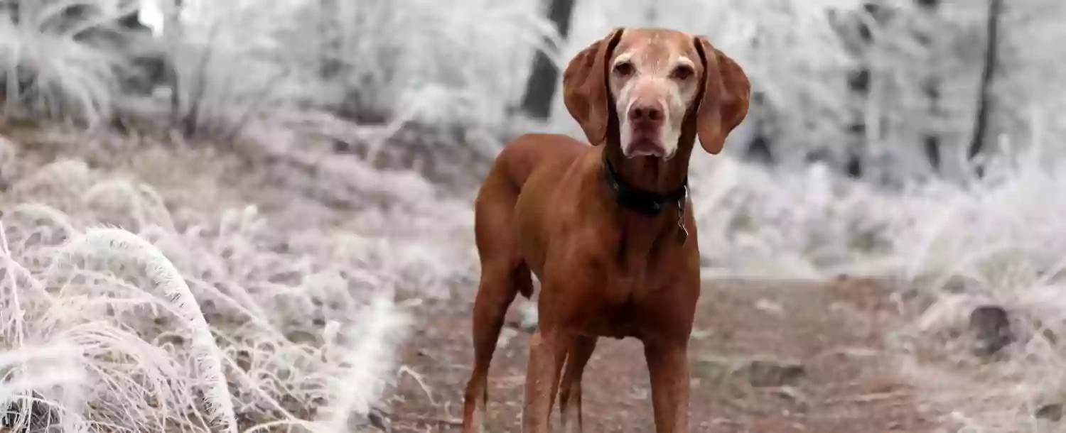 The Brampton Dog Walker