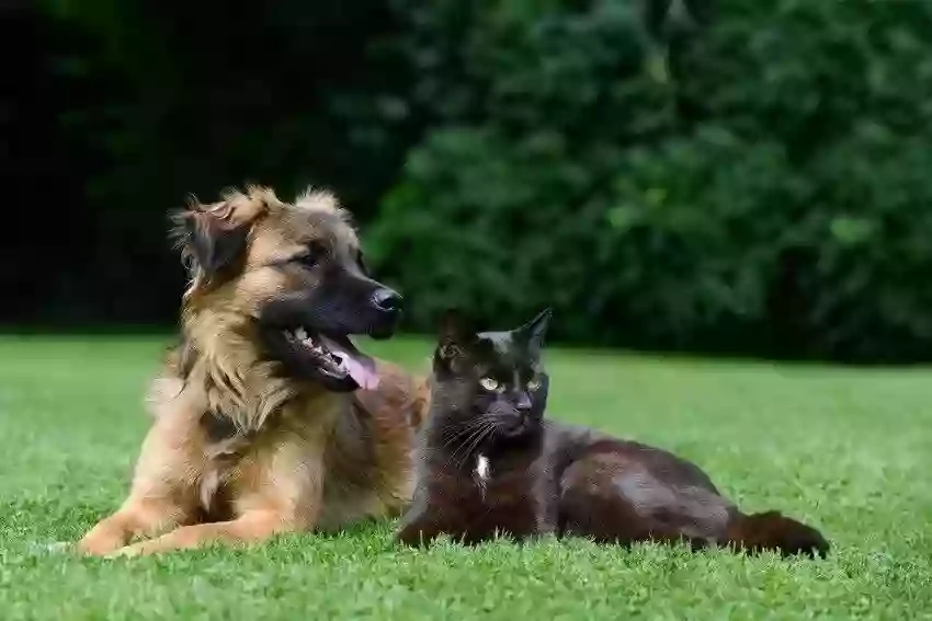 Orchard Kennels & Cattery