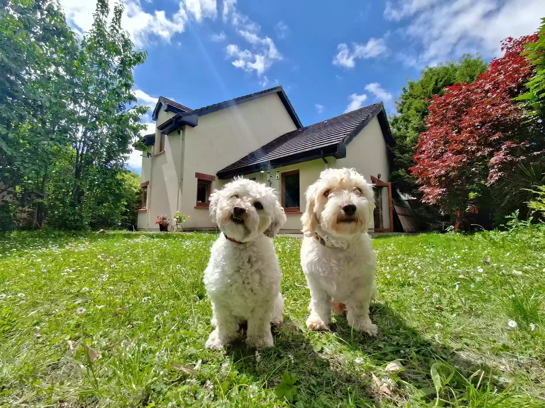 Cork Paws - Dog Boarding