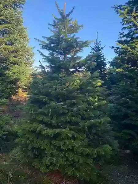 Killarney Christmas Tree Farm