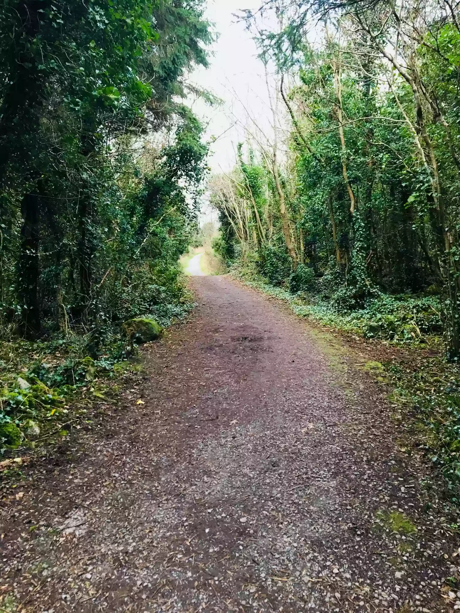 Merlin Park Woods