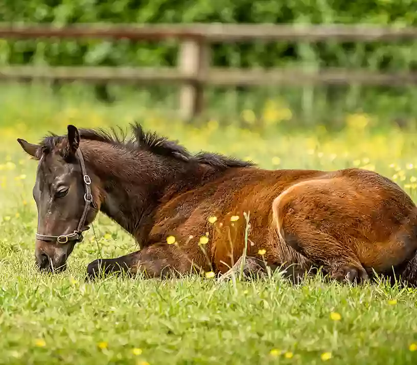 Foran Equine