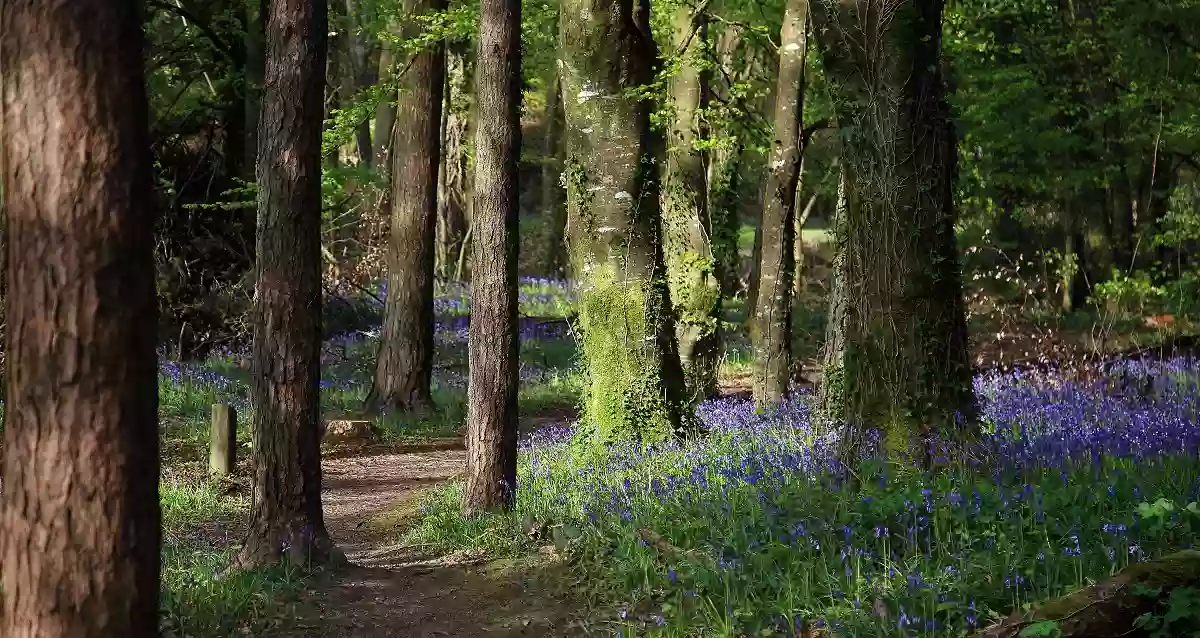 Monicknew- Slieve Bloom Mountain’s track