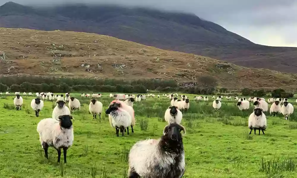 The Glen Keen Estate & Glen Keen Farm