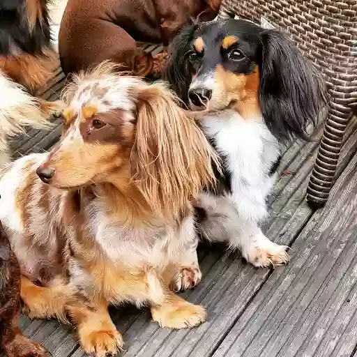 Tiny Miniature Dachshunds