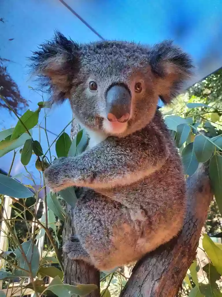 Koala Park Sanctuary Sydney