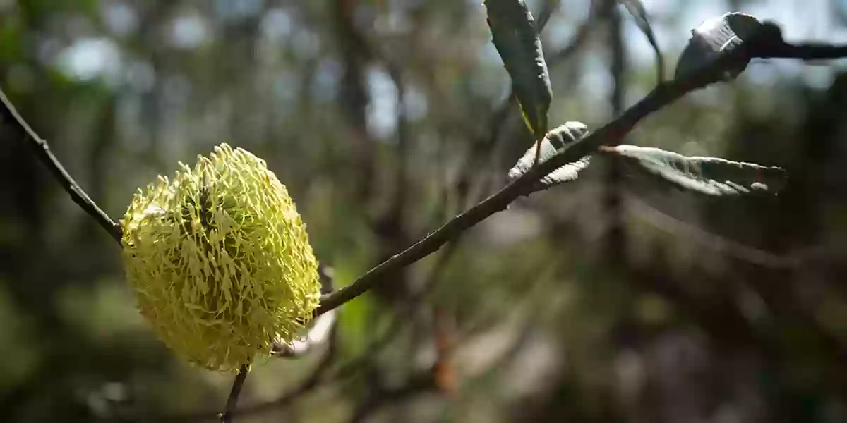 Balmaringa Reserve