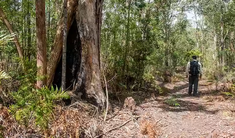 Circuit Flat walking track