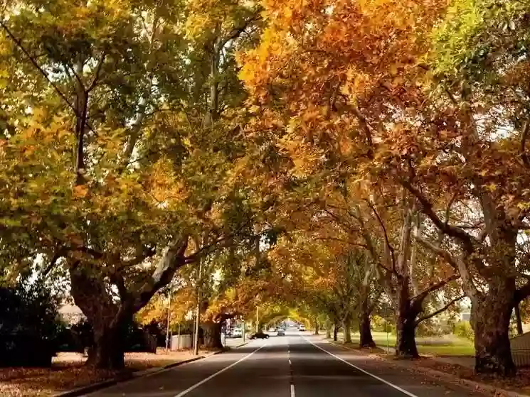 Plane Trees Legal