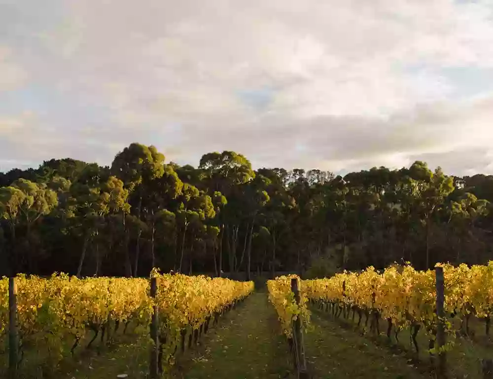 Polperro Winery