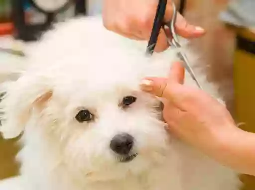 Dromana Dog Grooming