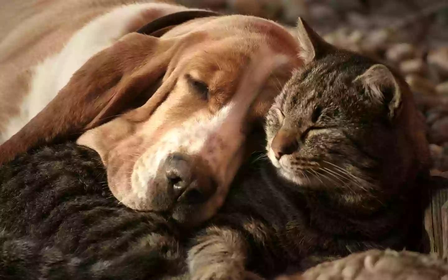 The Cachorras Grooming