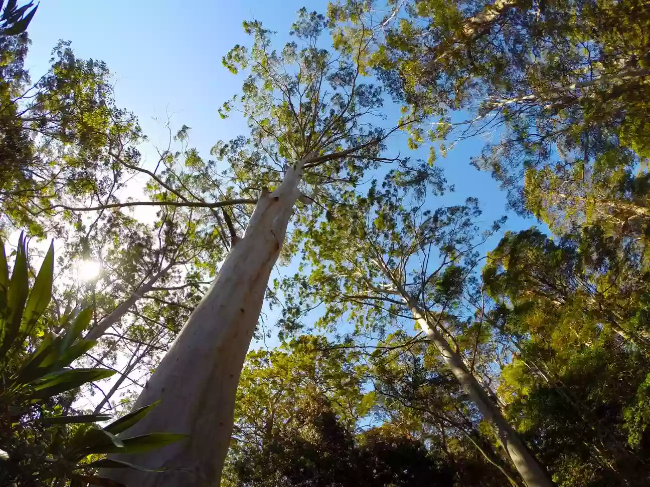 Manorina, D'Aguilar National Park