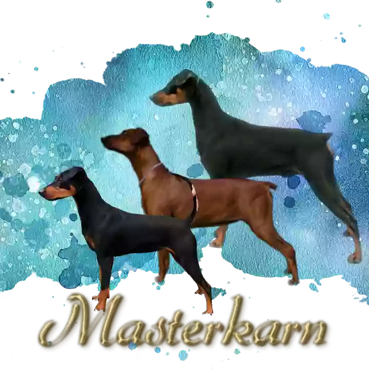 Masterkarn German Pinschers