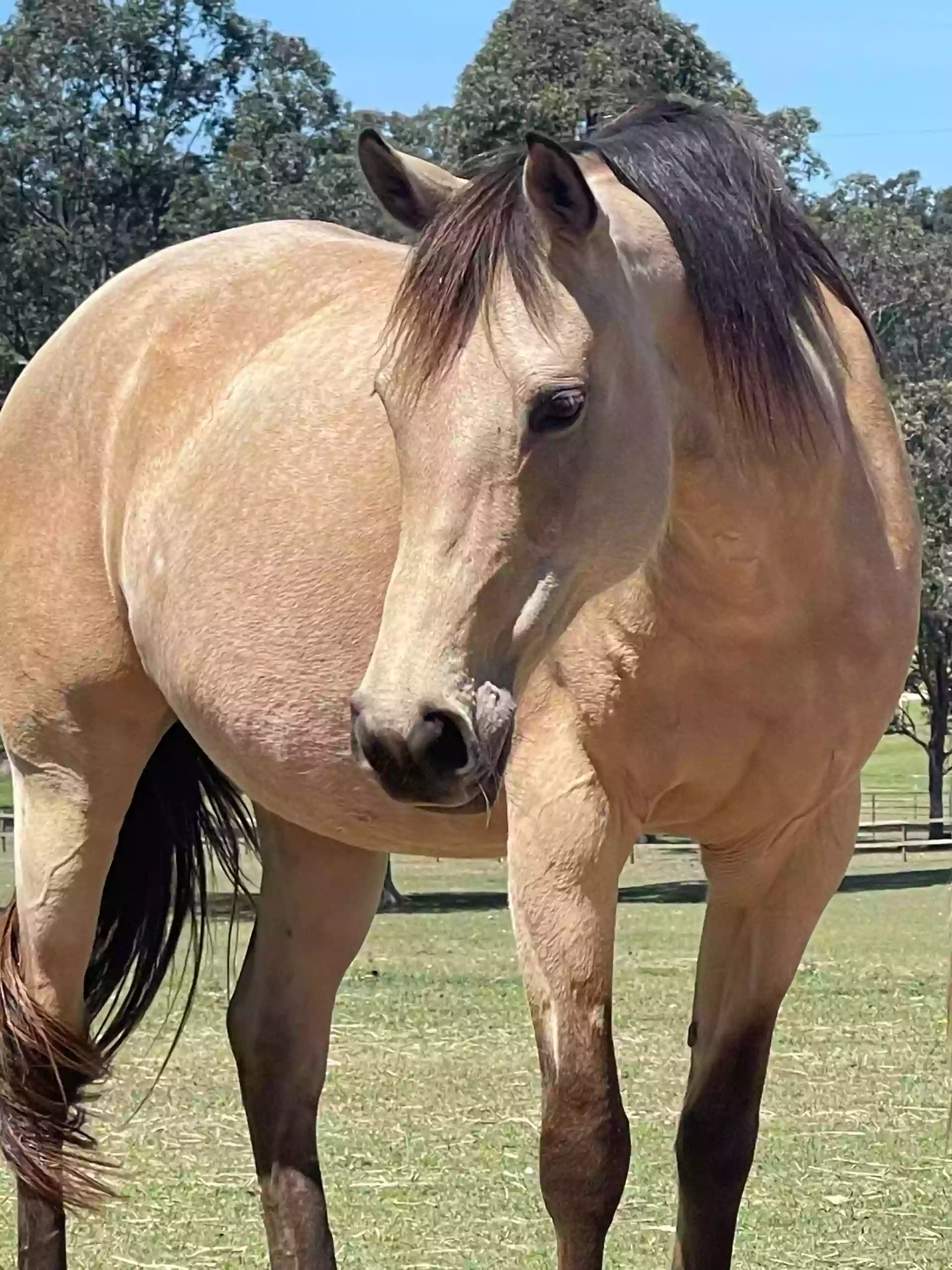 Brisbane Equine Assisted Therapy