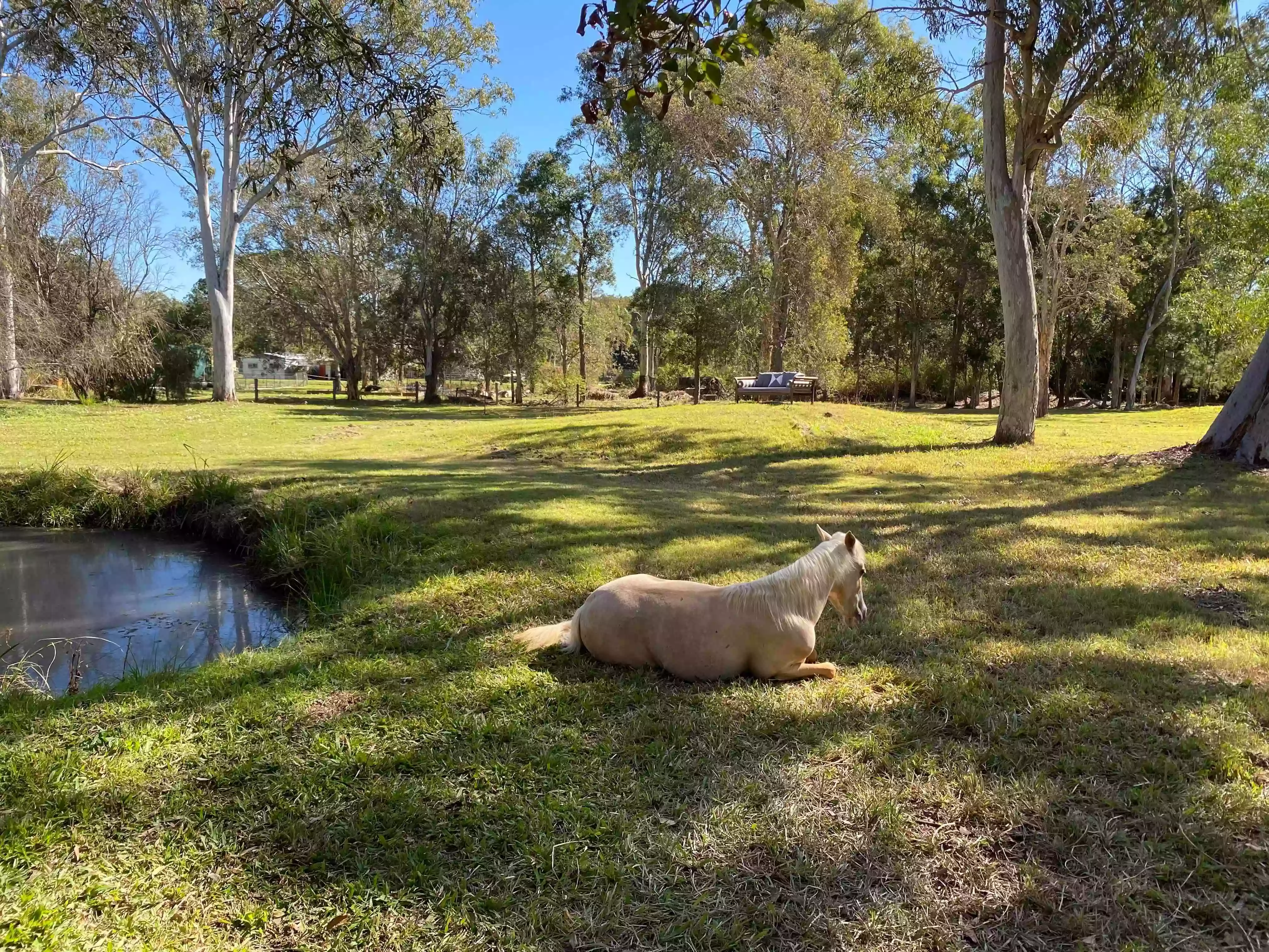 Whole Hearts Counselling and Equine Assisted Therapy