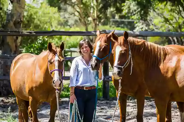 Horse Horizons