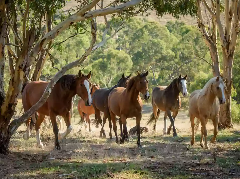 Wirraway Homestead