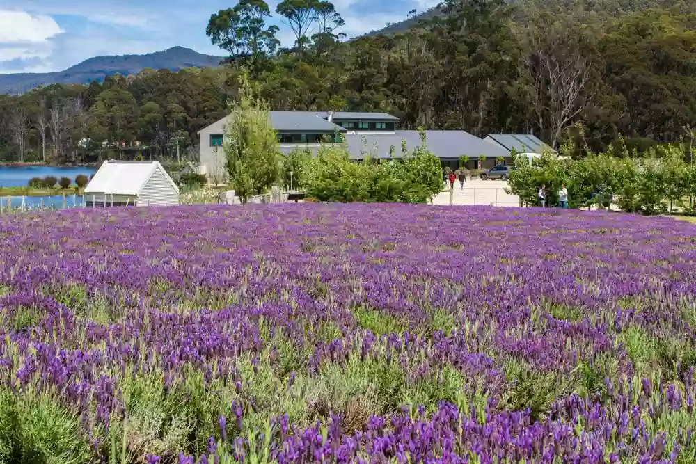 Port Arthur Lavender