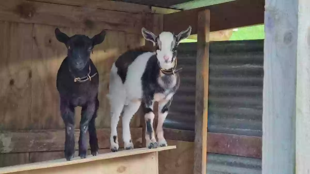 Pukeatua Farmstay