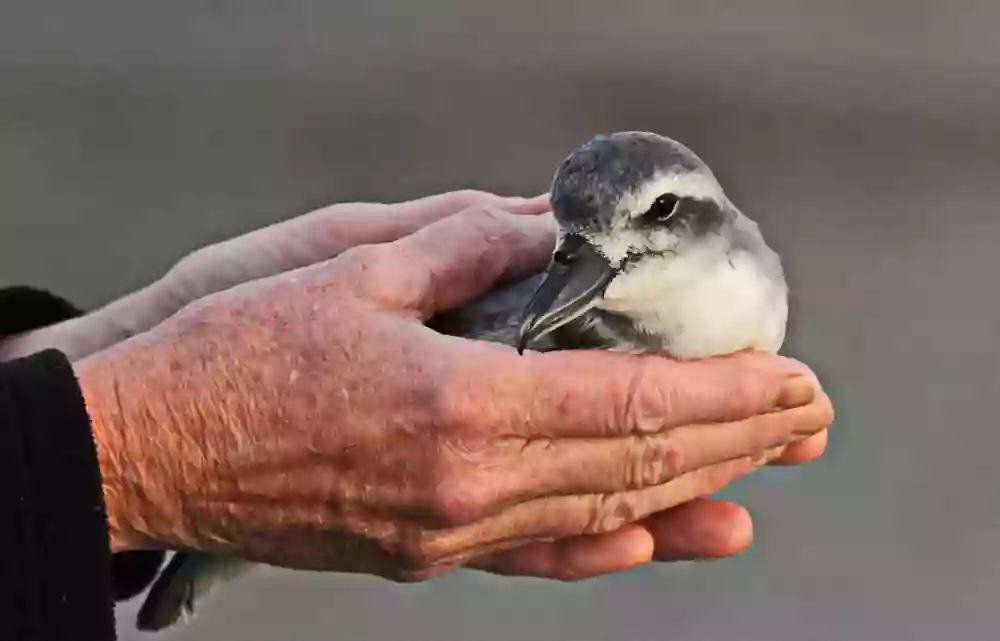 South Island Wildlife Hospital