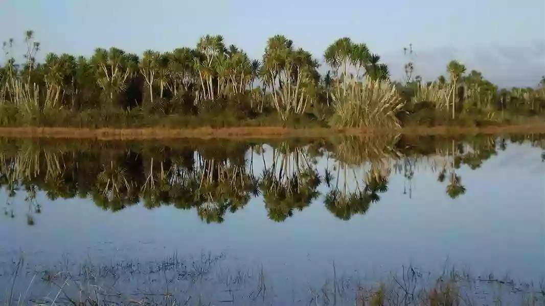 Kaituna Wetland