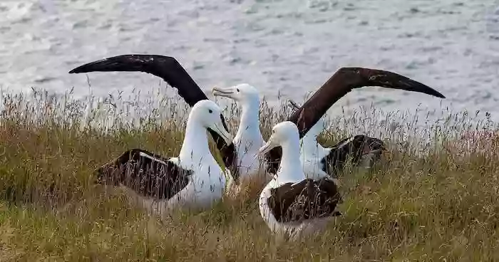 Royal Albatross Centre