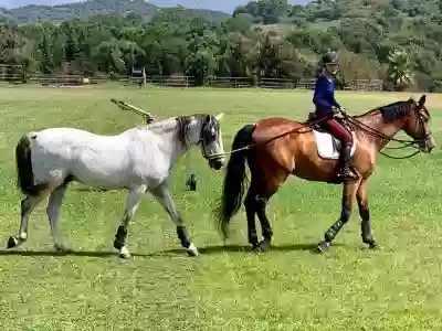 Les Chevaux de Coeur