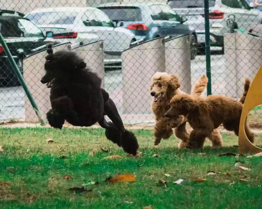 Peluquería canina Isladekann