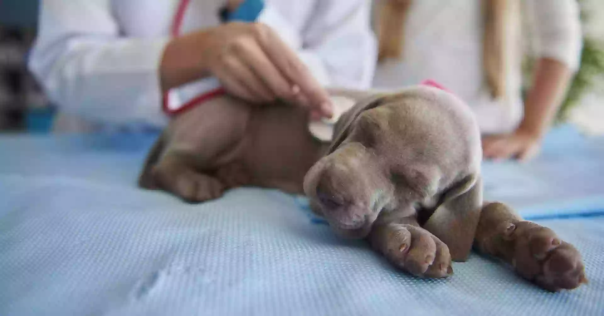 Clínica Veterinaria Petuso Vet Center