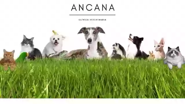 Ancana • Clínica Veterinaria