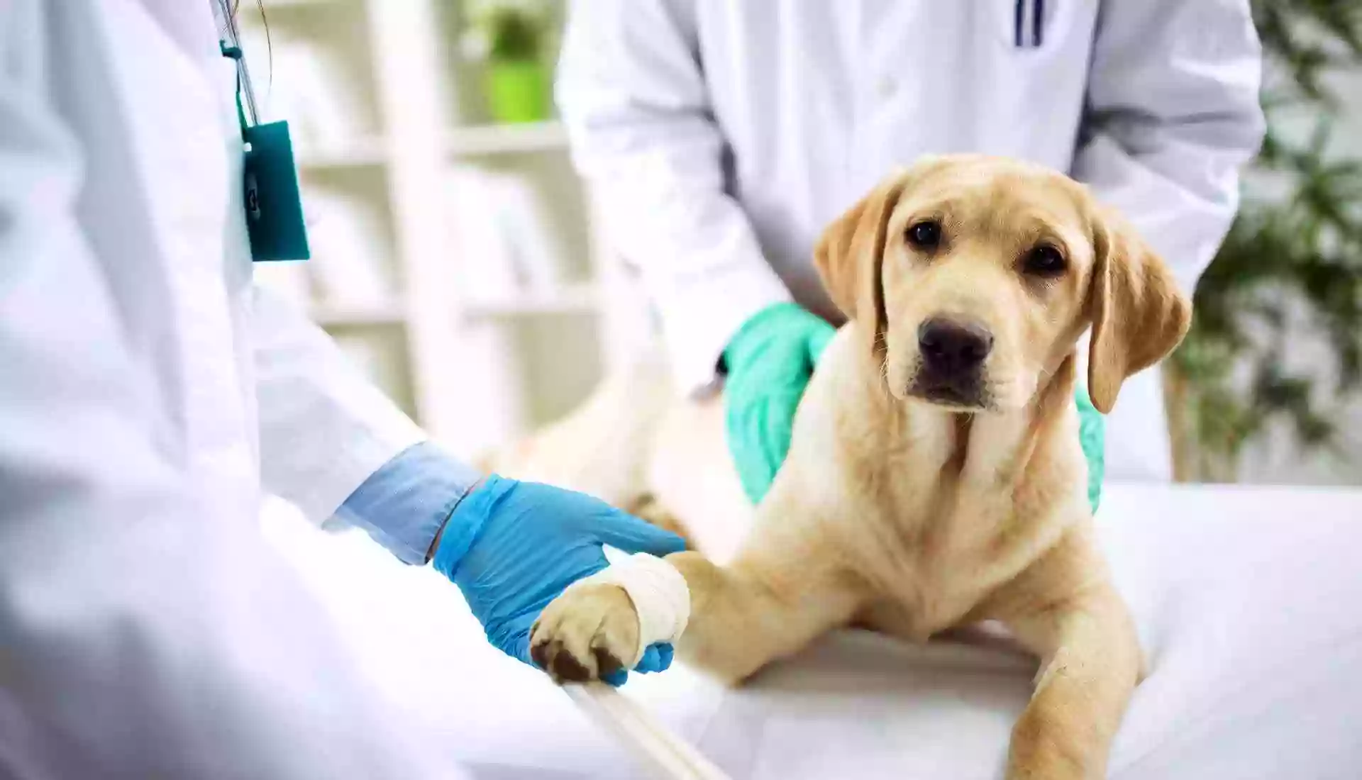 Hospital Veterinario Maldonado