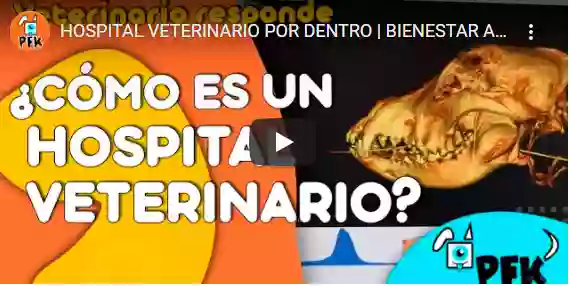 Hospital Veterinario Málaga. Urgencias Veterinarias - GMC Vet Group