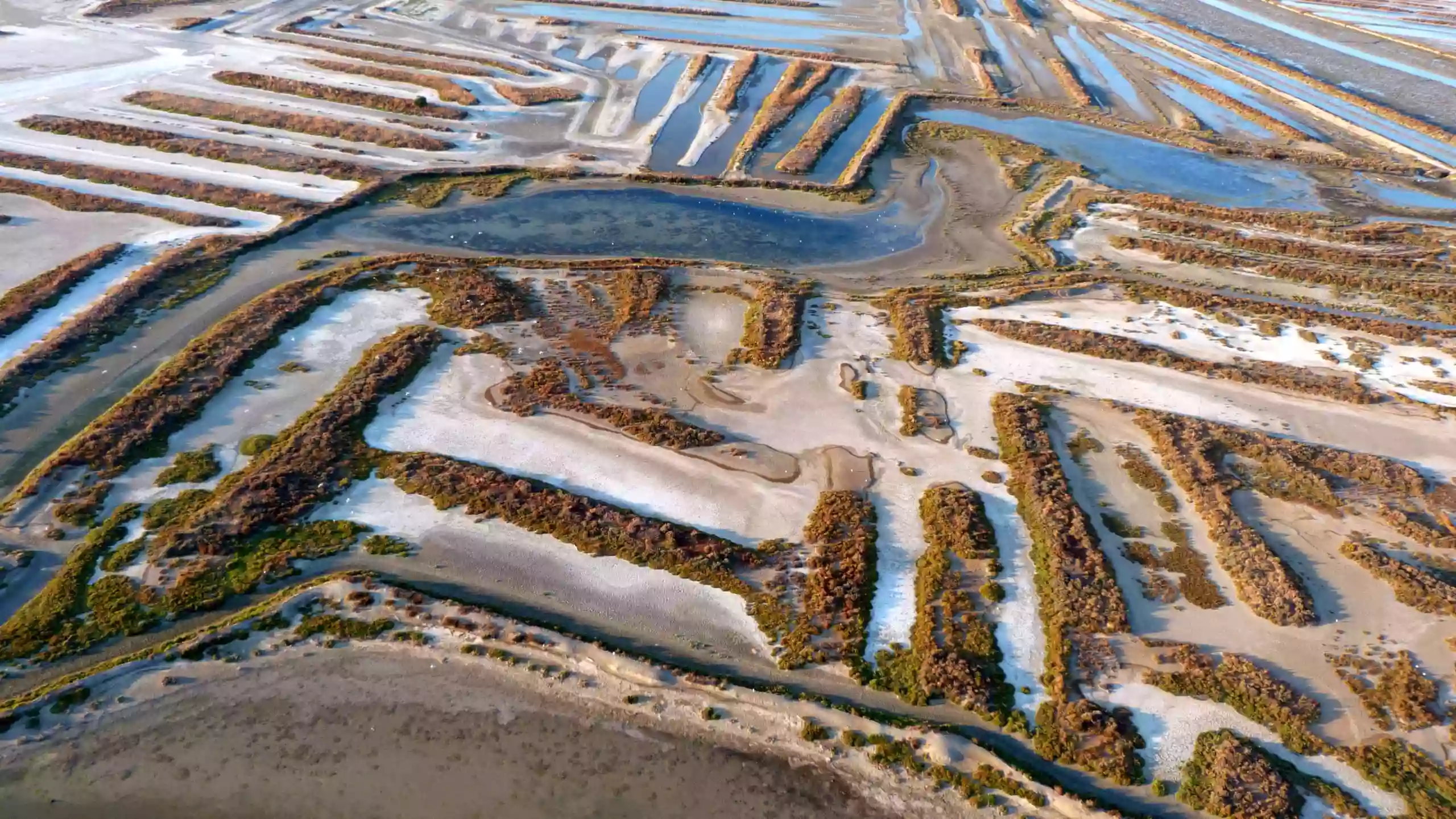 Ecosalinas, Experiencias y eventos en el Parque Natural Bahía de Cádiz, S.L.