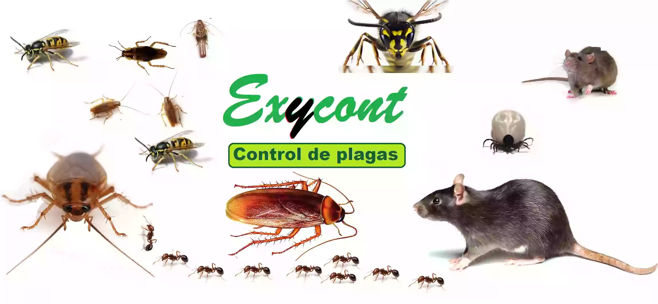 EXYCONT Control de plagas Granada