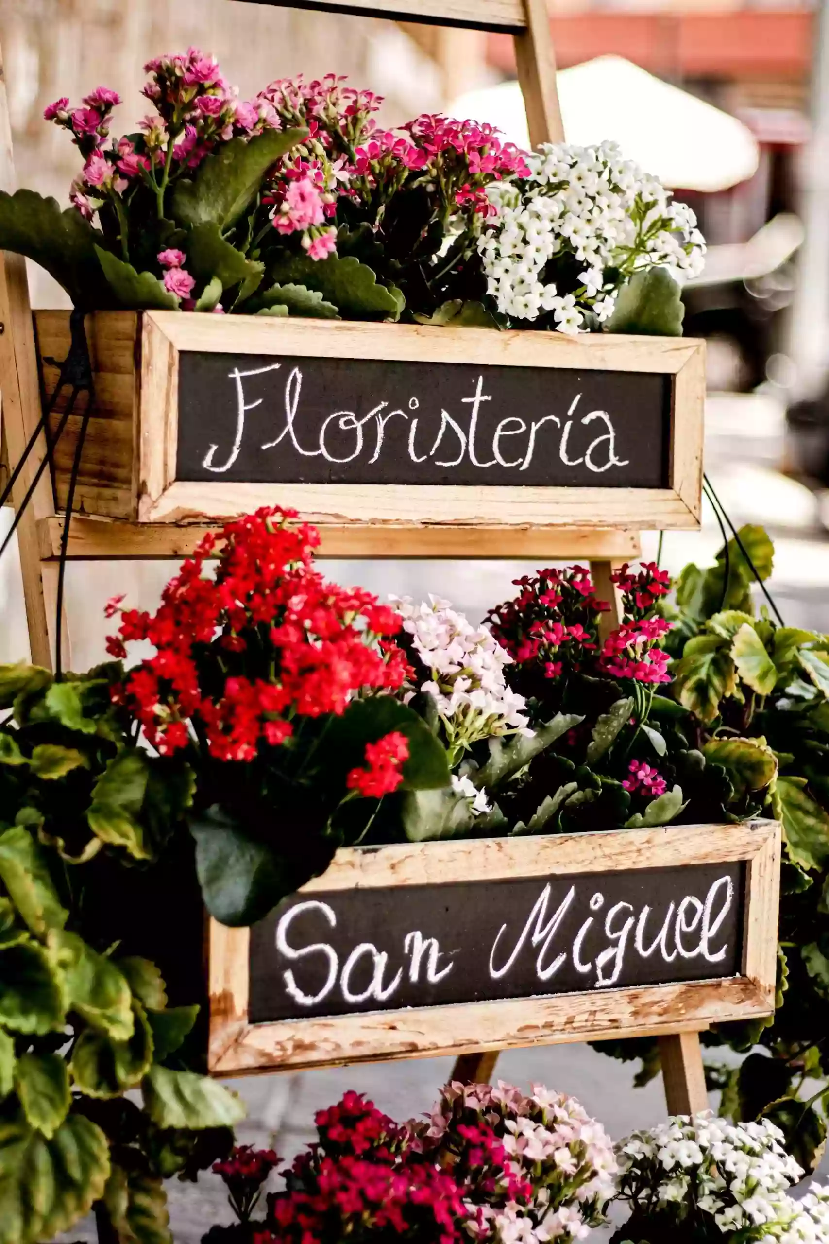 Floristería San Miguel Ubeda