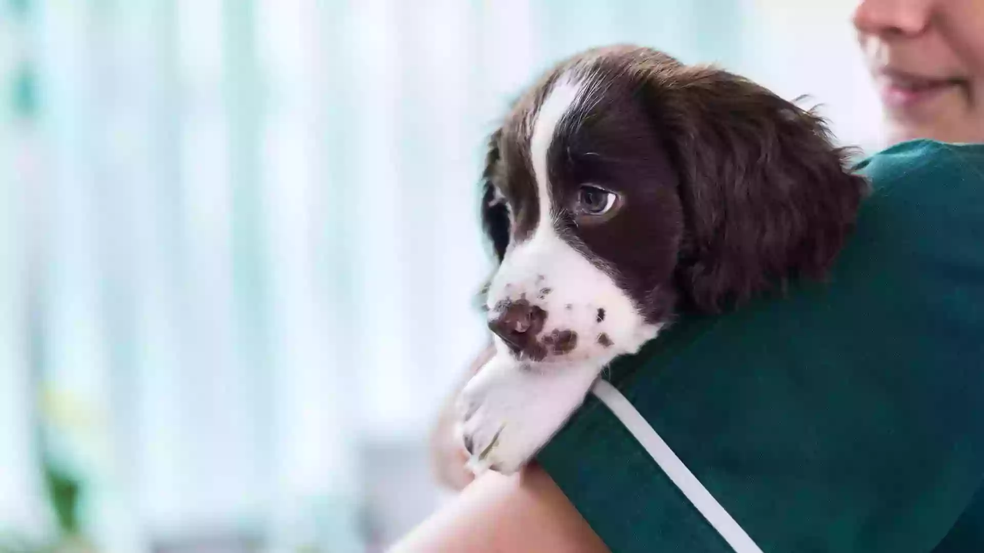 Clínica Veterinaria Utebo