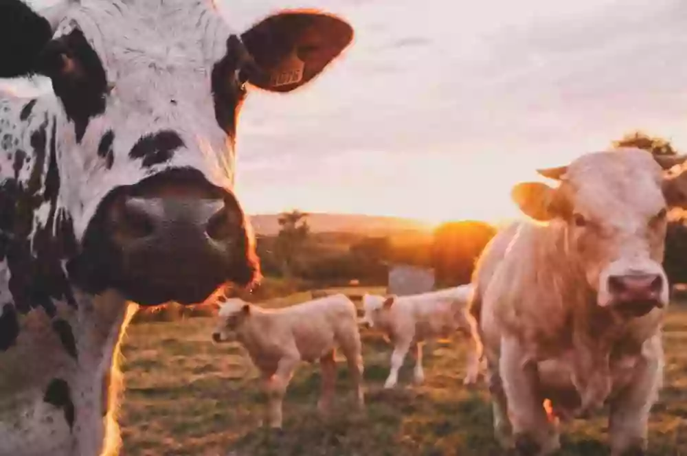 Clínica Veterinaria Agrovet (BAJO CITA PREVIA)