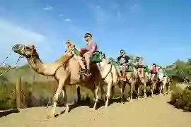 Dromedarios De Dunas De Maspalomas