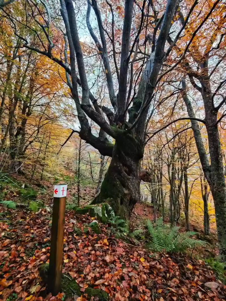 Albergue el Cárabo