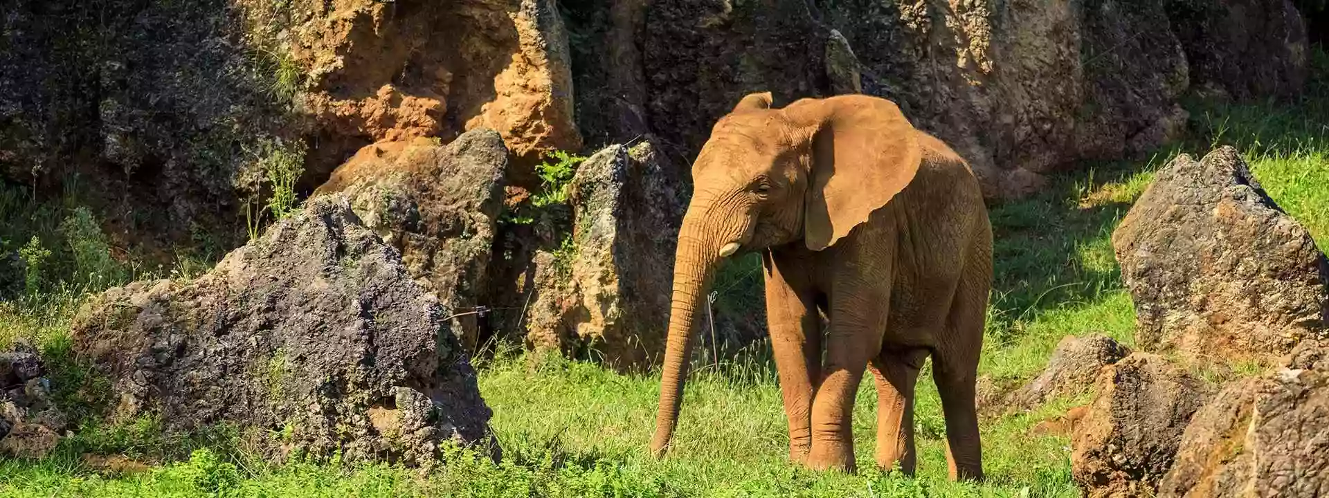 Osos. Parque de la Naturaleza de Cabárceno