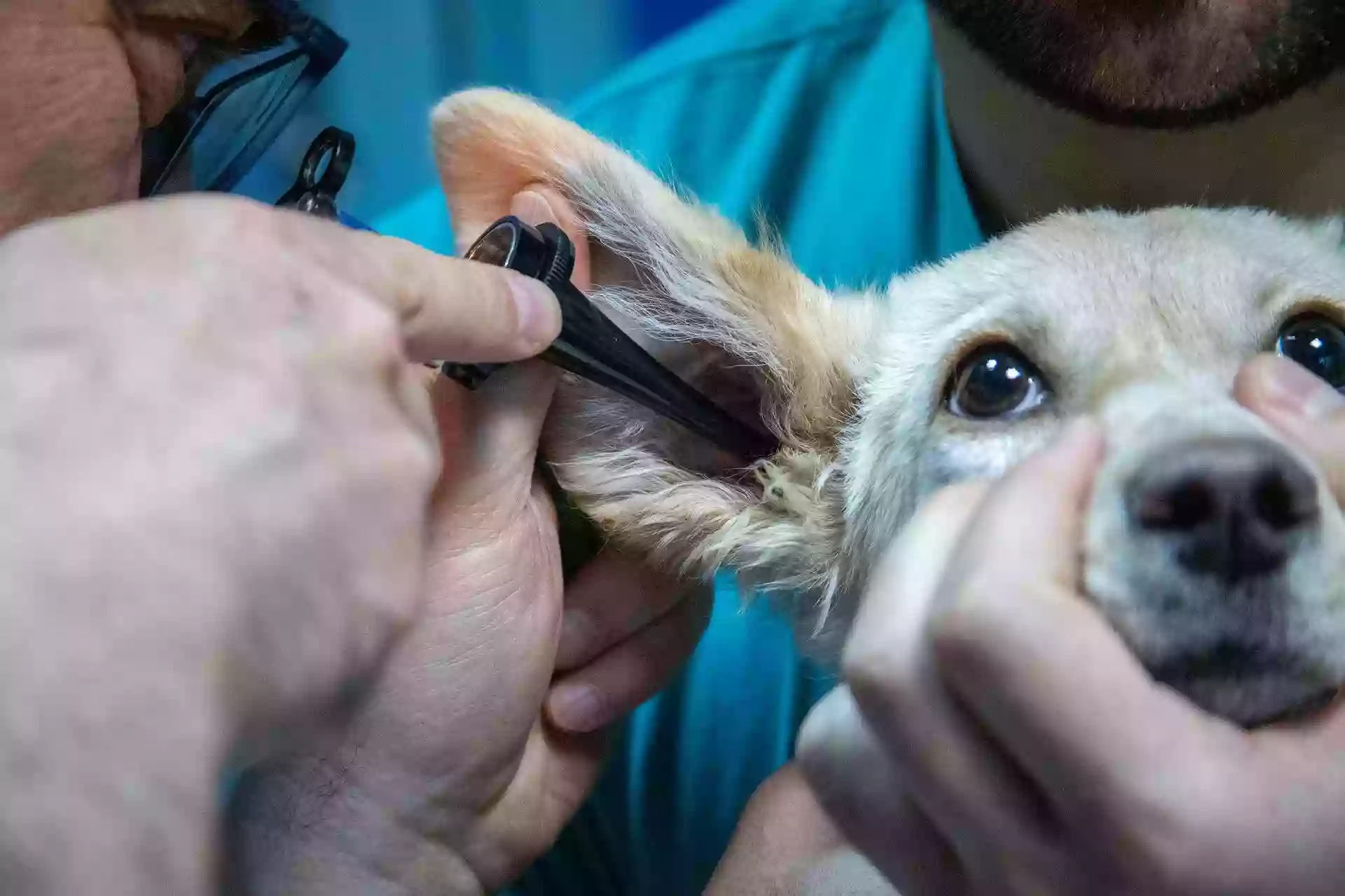 Centro Veterinario Campo grande