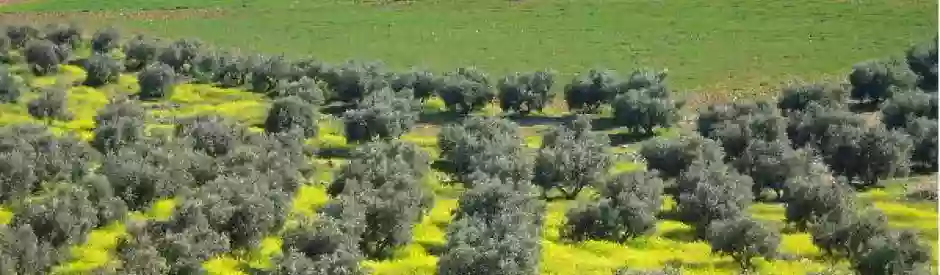 El Olivar De ALBARIZAS