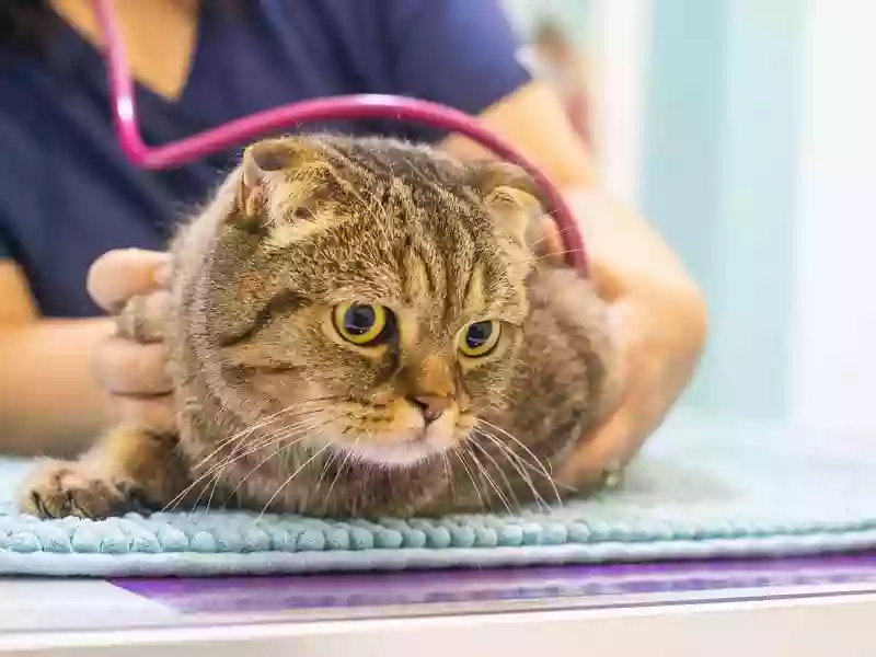 Centro Veterinario Sant Roc