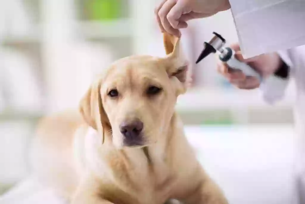 Centro Veterinario Canigó