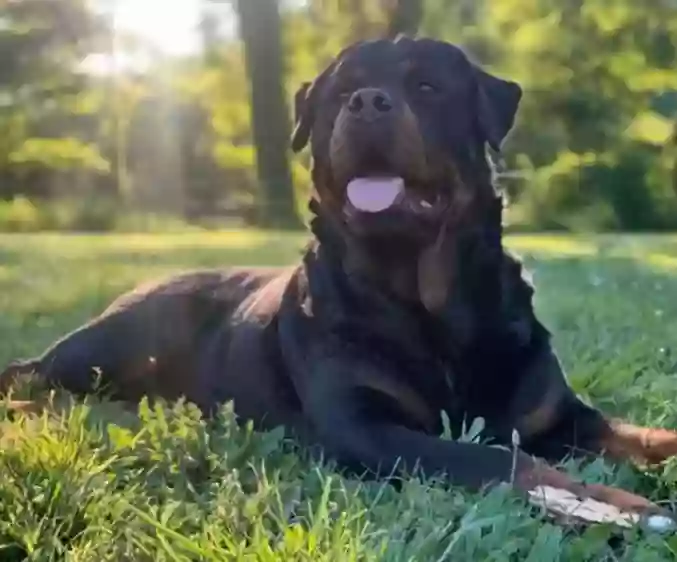 Happy Dog Park