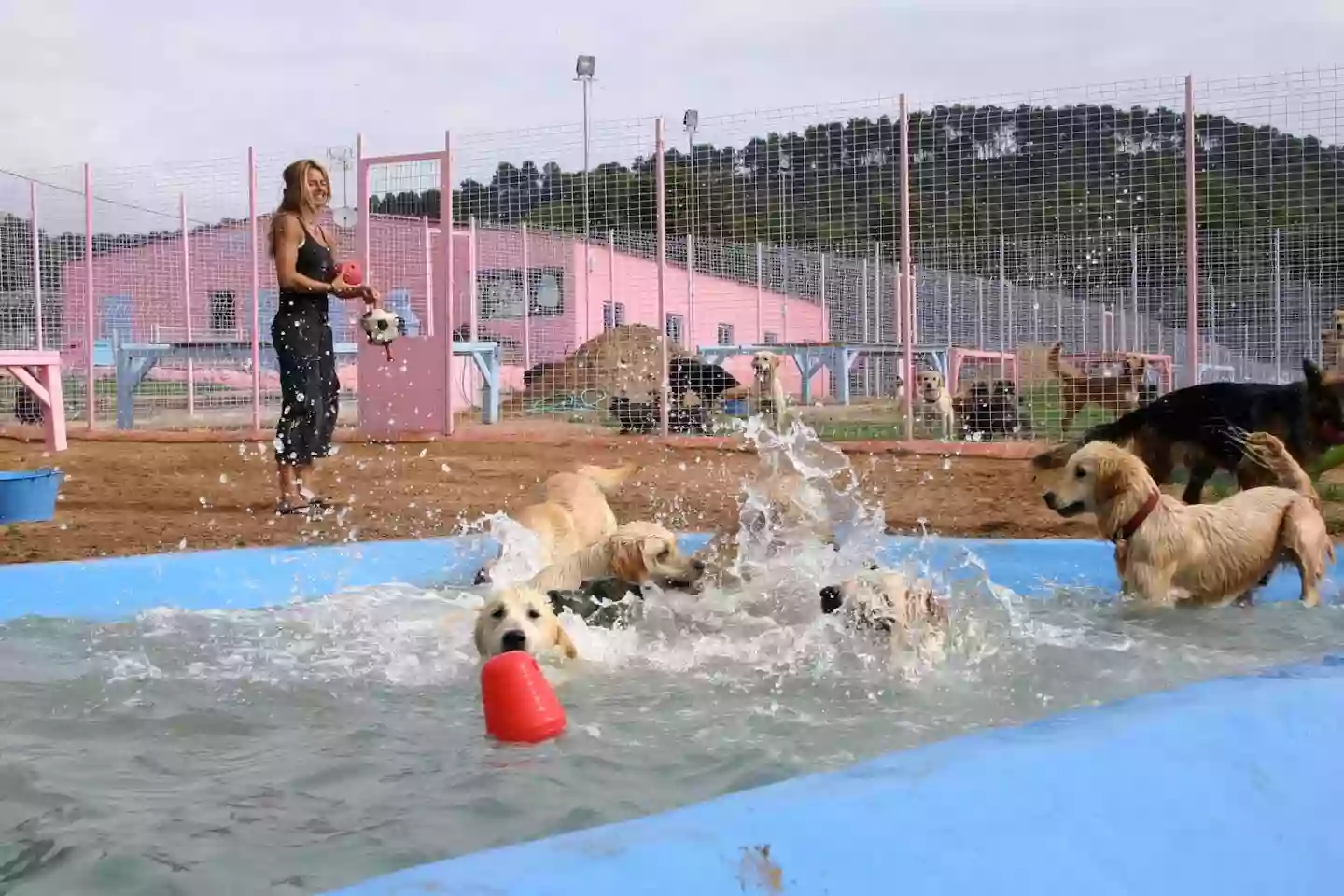 Guarderia canina, centro de educación y rehabilitación. Guarderia canina Elena en la Costa Brava!.