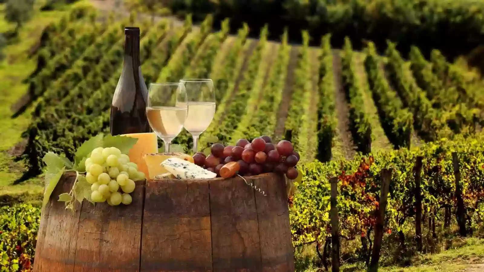 Wine tours in Spain to the best wineries