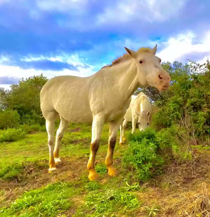 ACCÉS HÍPICA NATURAL EQUUS