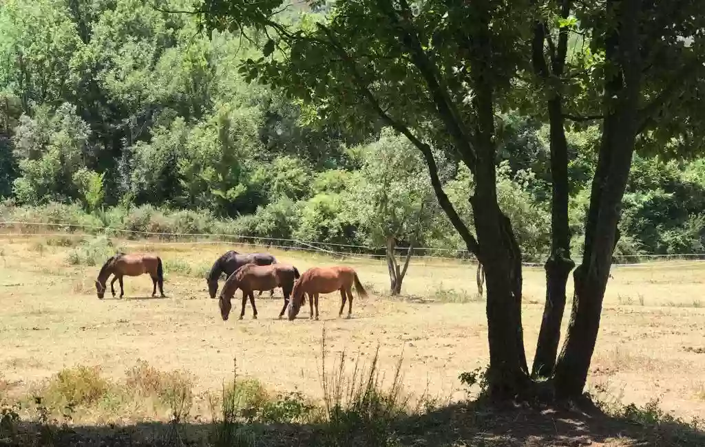 Club Hípic Mansa